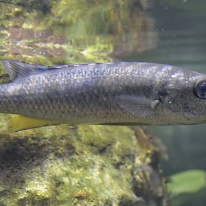 Lake Chilingali Rhamphochromis cichlid
