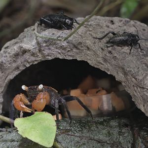 Vampire crab (with crickets)
