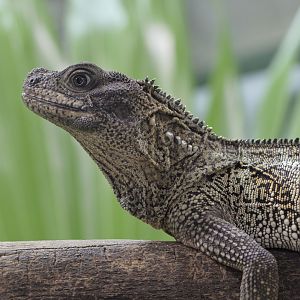 Common sailfin lizard