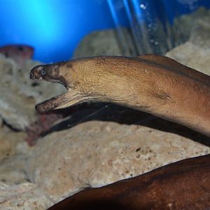 Slender giant moray (Strophidon sathete)