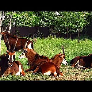 Omaha's Henry Doorly Zoo 2018 - YouTube