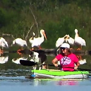 Milford Lake American White Pelicans - YouTube