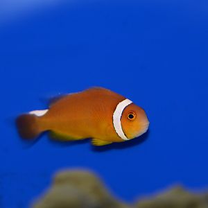 Thielle's anemonefish (Amphiprion thiellei)