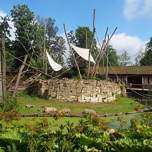 Yellow-breasted capuchin and capybara exhibit, 2022-08-20