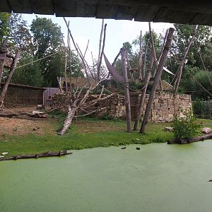 Yellow-breasted capuchin and capybara exhibit, 2022-08-20