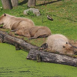Capybaras (Hydrochoerus hydrochaeris), 2022-08-20