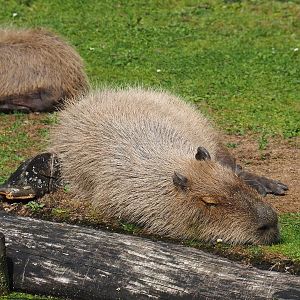 Capybaras (Hydrochoerus hydrochaeris), 2022-08-20
