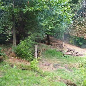 Giant anteater and Azara's agouti exhibit (Within Puna South American aviary), 2022-08-20