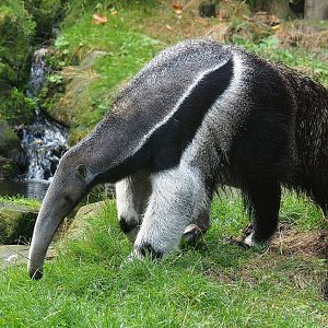 Giant anteater (Myrmecophaga tridactyla), 2022-08-20