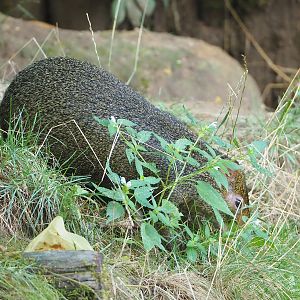 Azara's agouti (Dasyprocta azarae), 2022-08-20