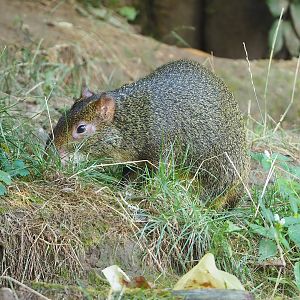 Azara's agouti (Dasyprocta azarae), 2022-08-20