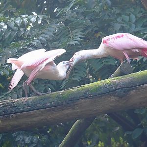 Roseate spoonbill (Platalea ajaja) feeding juvenile, 2022-08-20
