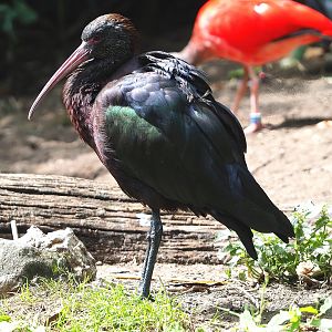 Puna ibis (Plegadis ridgwayi), 2022-08-20