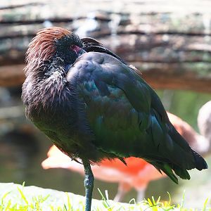 Puna ibis (Plegadis ridgwayi), 2022-08-20