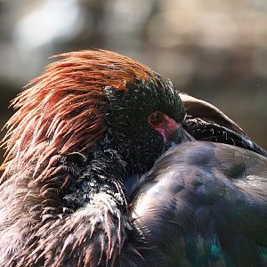 Puna ibis (Plegadis ridgwayi), 2022-08-20