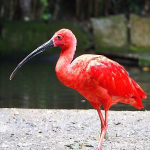 Scarlet ibis (Eudocimus ruber), 2022-08-20