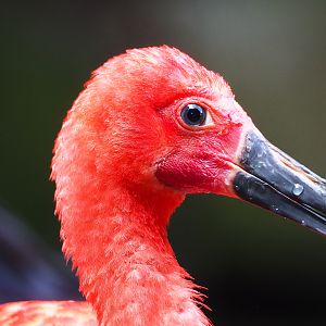 Scarlet ibis (Eudocimus ruber), 2022-08-20