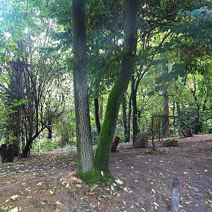 Puna South American aviary, 2022-08-20