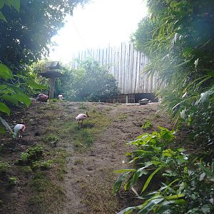 Puna South American aviary - Area near bird house, 2022-08-20