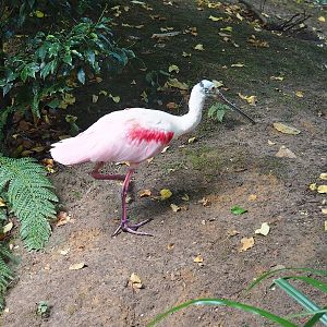 Roseate spoonbill (Platalea ajaja), 2022-08-20