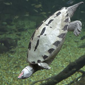 Painted Batagur in breeding colour