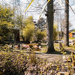 Chilean Flaminos (Phoenicopterus chilensis)
