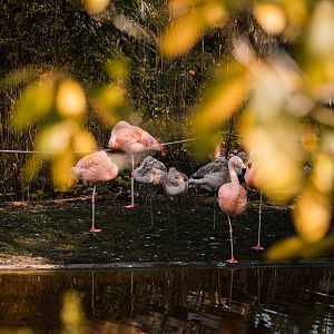 Chilean Flaminos (Phoenicopterus chilensis)