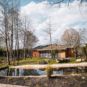 Lemur and Black Swan island