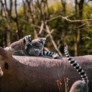 Ring-Tailed Lemur family