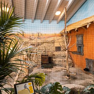 Ring-Tailed Lemur indoor enclosure