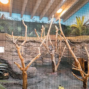 White Headed Brown Lemur indoor enclosure