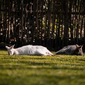Albino Kangaroo