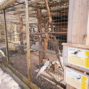 Kookaburra +Silver Pheasant