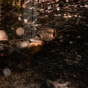 Tayras mating in the indoor area