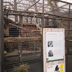 Borneo Gibbon cage