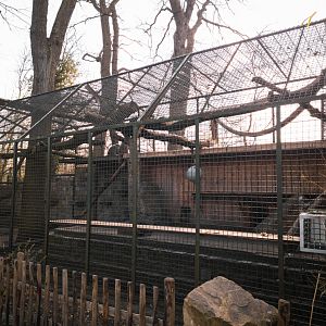 Baboon cage (Papio anubis)
