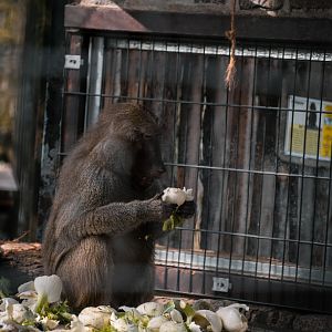 Baboon eating (Papio anubis)