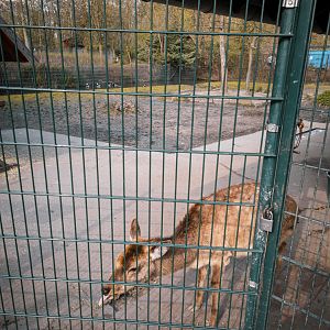 Dybowski's Deer and geese