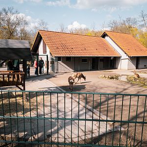 Dybowski's Deer, Nilgai Antelope, Blackbuck