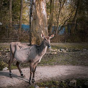 Nilgai Antelope (Boselaphus tragocamelus)