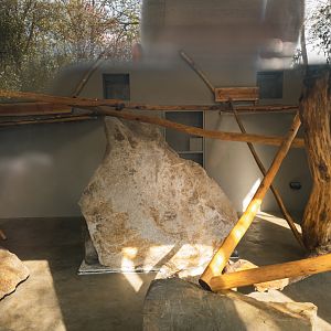 Mandrill enclosure indoor