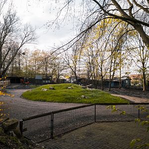 Maybe future Llama and Guanako enclosure