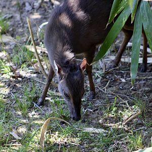Blue Duiker (Philantomba monticola)