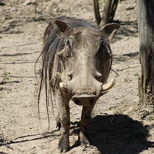 Common Warthog (Phacochoerus africanus)