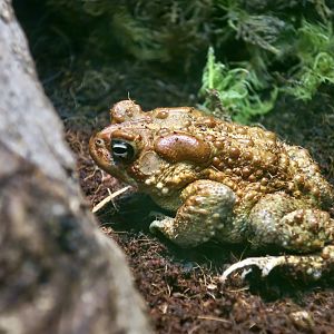 American Toad (Anaxyrus americanus)