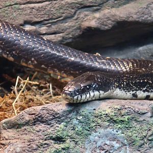 Eastern Rat Snake (Pantherophis alleghaniensis)
