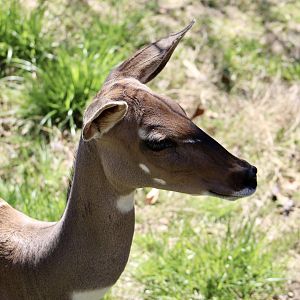 Lesser Kudu (Tragelaphus imberbis)