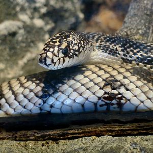 Northern Pine Snake (Pituophis melanoleucus melanoleucus)