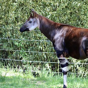 Okapi (Okapia johnstoni)