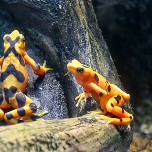 Panamanian Golden Frog (Atelopus zeteki)